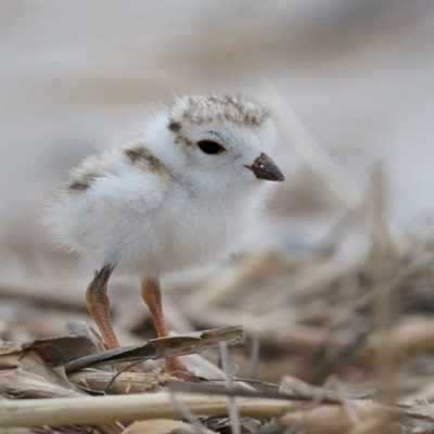 Piping_plover_chick,_west_meadow_beach_(27462239585)