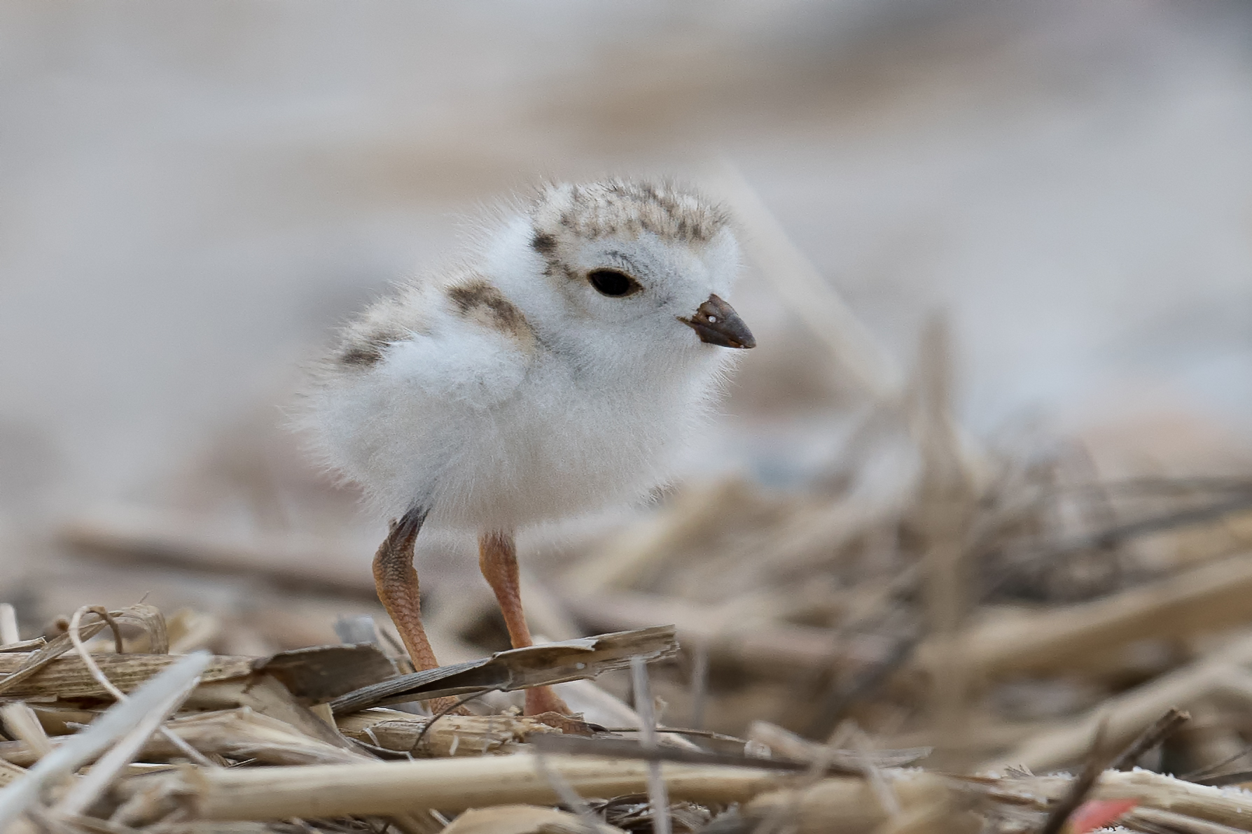 Piping_plover_chick,_west_meadow_beach_(27462239585)