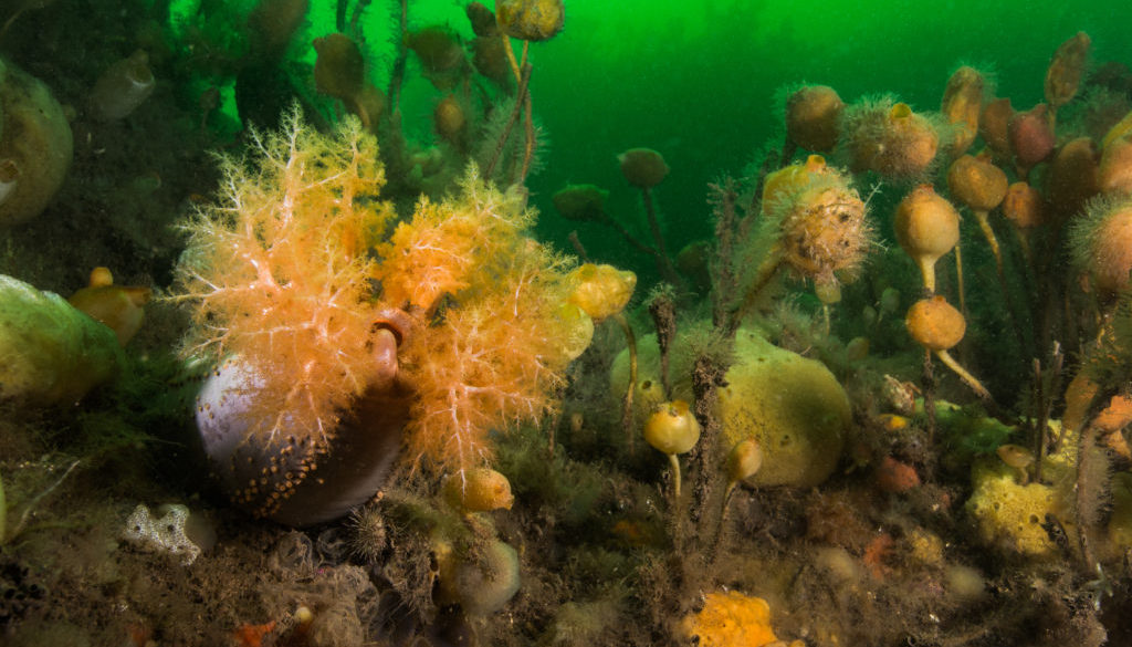 Sea cucumber and stalked tunicates off Deer Island, New Brunswick, Canada