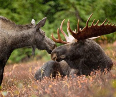 stockvault-wild-moose202625_preview