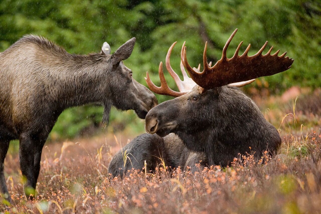 stockvault-wild-moose202625_preview