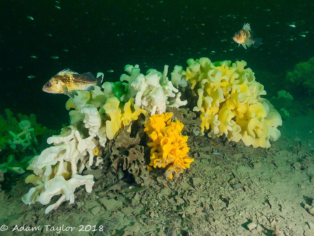 8 New Marine Refuges: Protection of Howe Sound glass sponge reefs, BC