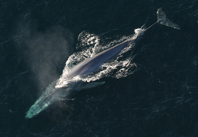 Blue whale_wikimedia_commons