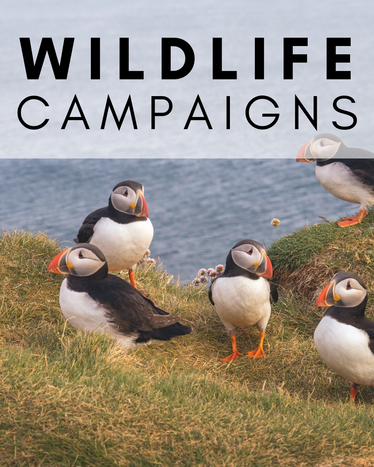 Wildlife Campaigns Button