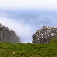 Colony of breeding Northern Gannets, Morus bassanus, on Cape St Marys, Newfoundland, NL, Canada