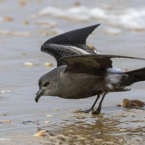 Leach's_Storm-petrel_Saint-Jean-de-Monts_01