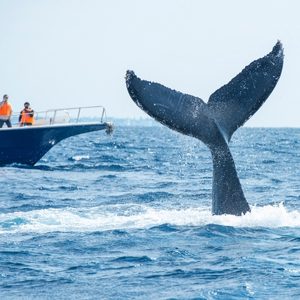 Our Work - Be Whale Safe Campaign