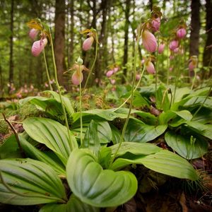 Our Work - Citizen Science Hub