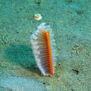 Our Work - Laurentian Channel MPA