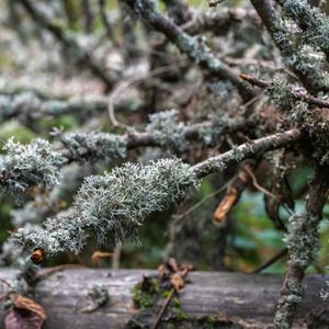 Terrestrial Campaigns